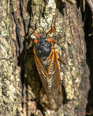 Periodical Cicada Matured Adult (Magicicada septendecula) (DIN0326)