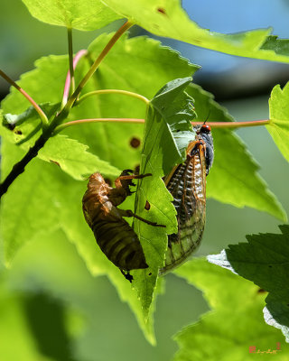 Periodical Cicada Exuviae and Adult (Magicicada septendecula) (DIN0329)