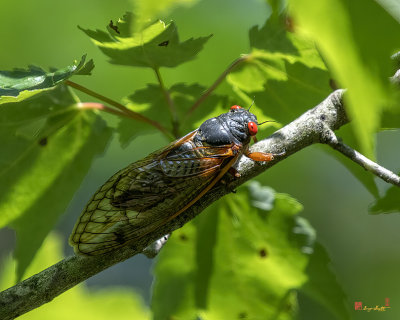 Periodical Cicada (Magicicada septendecula) (DIN0330)