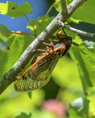 Periodical Cicada Female (Magicicada septendecula) (DIN0331)