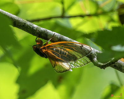 Periodical Cicada Male Singing (Magicicada septendecula) (DIN0332)