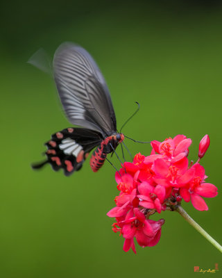 Common Rose Butterfly