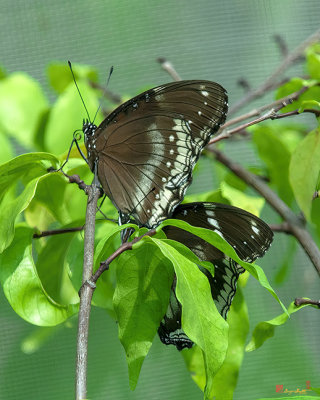 Great Eggfly, Common Eggfly or Blue Moon Butterfly (Hypolimnas bolina) (DTHN0329)