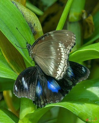 Great Eggfly, Common Eggfly or Blue Moon Butterfly (Hypolimnas bolina) (DTHN0330)