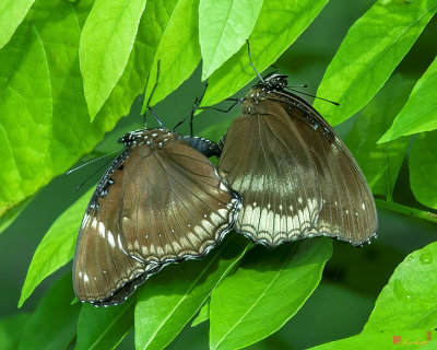 Great Eggfly, Common Eggfly or Blue Moon Butterfly (Hypolimnas bolina) (DTHN0331)