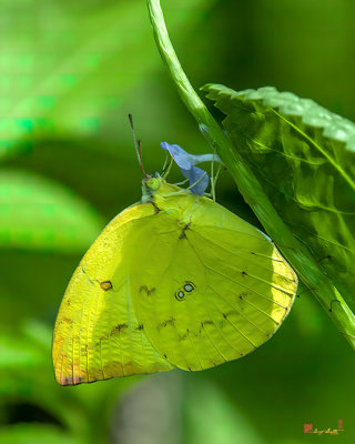Lemon Emigrant or Common Emigrant Butterfly (Catopsilia pomona) (DTHN0332)