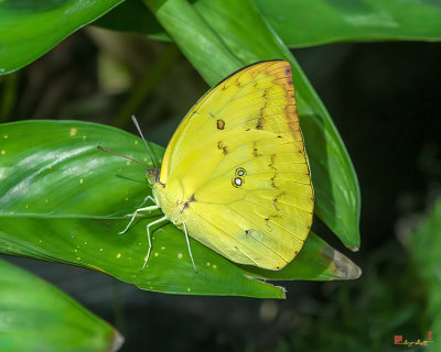 Lemon Emigrant or Common Emigrant Butterfly (Catopsilia pomona) (DTHN0333)
