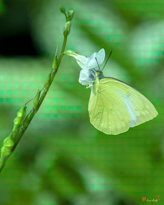 Yellow Orange Tip Butterfly (Ixias pyrene) (DTHN0334)