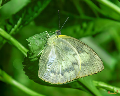 Yellow Orange Tip Butterfly (Ixias pyrene) (DTHN0335)