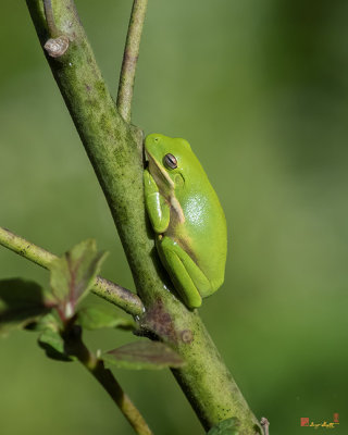 American Green Tree Frog (Hyla cinerea) (DAR050)