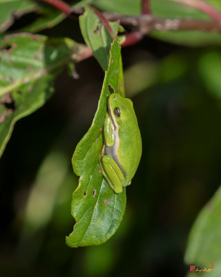 American Green Tree Frog (Hyla cinerea) (DAR052)