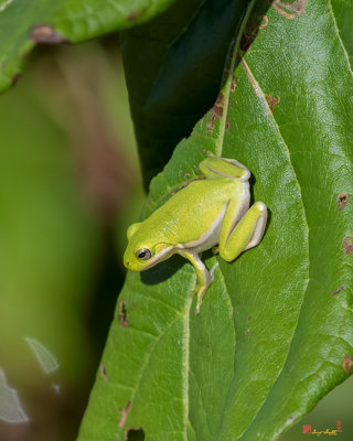 American Green Tree Frog (Hyla cinerea) (DAR053)