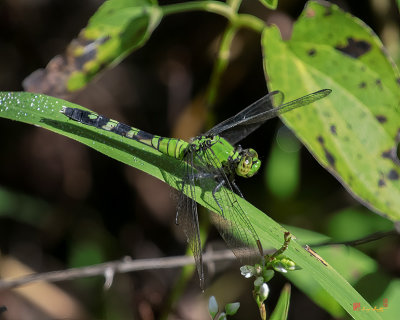 Female Eastern Pondhawk Dragonfly (Erythemis simplicollis) (DIN0333)