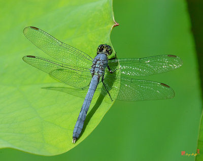 Eastern Pondhawk Dragonfly (Erythemis simplicollis) (DIN0021)