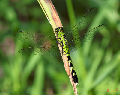 Female Eastern Pondhawk Dragonfly (Erythemis simplicollis) (DIN0170)