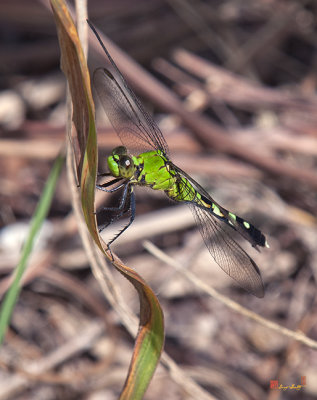 Female Eastern Pondhawk Dragonfly (Erythemis simplicollis) (DIN0232)