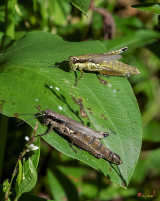 Differential Grasshoppers (Melanoplus differentialis) (DIN0335)