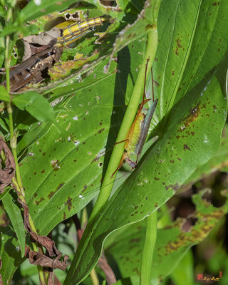Black-legged Meadow Katydid (Orchelimum nigripes) (DIN0337)