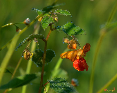 Orange Jewelweed (Impatiens capensis) (DFF0001)