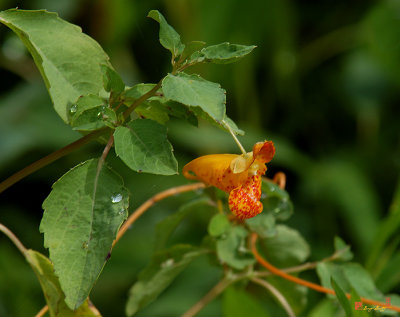 Orange Jewelweed (Impatiens capensis) (DFF0002)