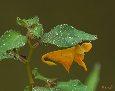 Orange Jewelweed (Impatiens capensis) (DFF0004)