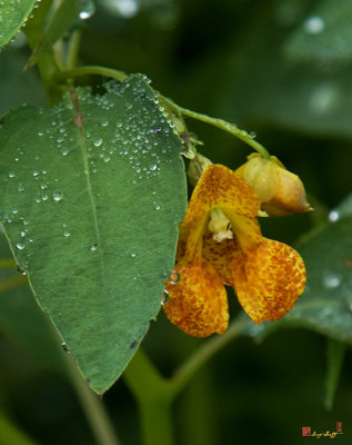 Orange Jewelweed (Impatiens capensis) (DFF0005)