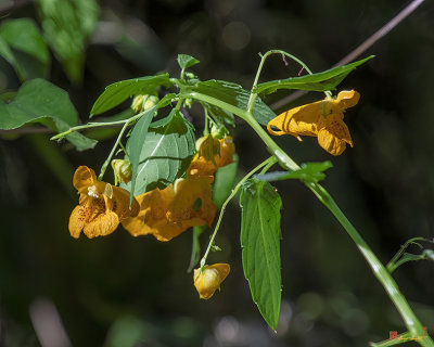 Orange Jewelweed (Impatiens capensis) (DFL1172)