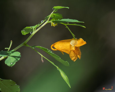 Orange Jewelweed (Impatiens capensis) (DFL1173)