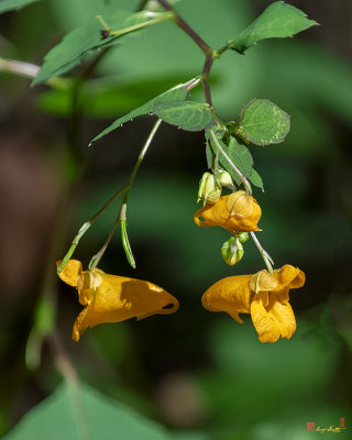 Orange Jewelweed (Impatiens capensis) (DFL1174)