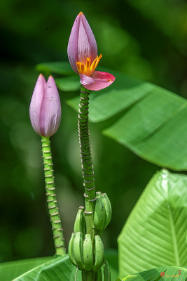 Flowering Banana (Musa ornata 'Bua Luang'.) (DTHN0341)