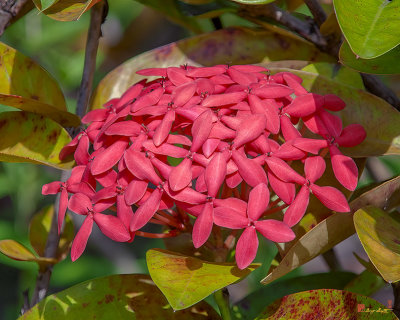 Jungle Geranium, Flame of the Woods, Jungle Flame or Pendkuli (Ixora coccinea) (DTHN0342)