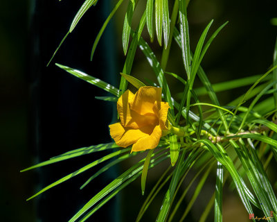 Yellow Oleander (Cascabela thevetia) (DTHN0349)