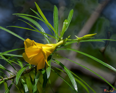 Yellow Oleander (Cascabela thevetia) (DTHN0350)