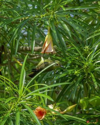 Yellow Oleander (Cascabela thevetia) (DTHN0351)