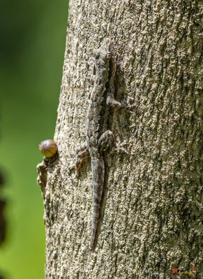 Common House Gecko (Hemidactylus frenatus) (DTHN0354)