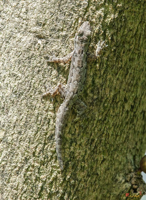 Common House Gecko (Hemidactylus frenatus) (DTHN0355)