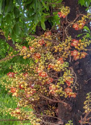 Sara Tree or Cannonball Tree Flowers and Buds (Couroupita guianensis) (DTHN0356)