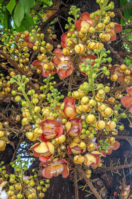 Sara Tree or Cannonball Tree Flowers and Buds (Couroupita guianensis) (DTHN0357)