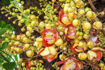 Sara Tree or Cannonball Tree Flowers and Buds (Couroupita guianensis) (DTHN0358)