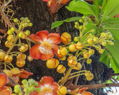 Sara Tree or Cannonball Tree Flowers and Buds (Couroupita guianensis) (DTHN0359)