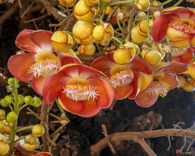 Sara Tree or Cannonball Tree Flowers and Buds (Couroupita guianensis) (DTHN0360)