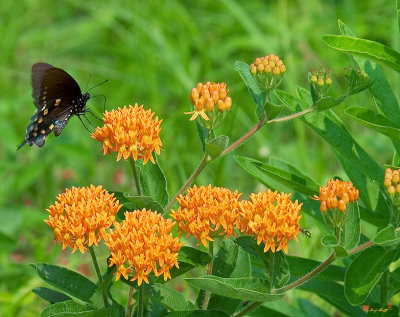 Butterfly Weed (Asclepias tuberosa) (DSMF0017)