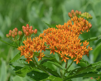 Butterfly Weed (Asclepias tuberosa) (DFL1177)