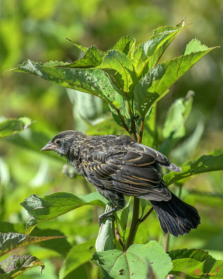 Juvenile Red-winged Blackbird (Agelaius phoeniceus) (DSB0399)