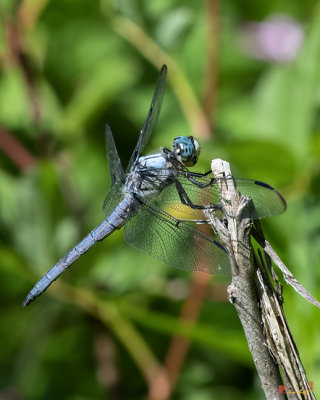 Great Blue Skimmer Dragonfly (Libellula vibrans) (DIN0339)