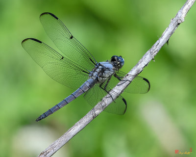 Great Blue Skimmer Dragonfly (Libellula vibrans) (DIN0340)