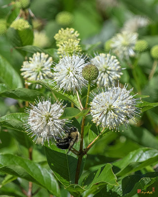 Common Buttonbush, Buttonbush, Button-willow or Honey-bells (Cephalanthus occidentalis) (DFL1179)