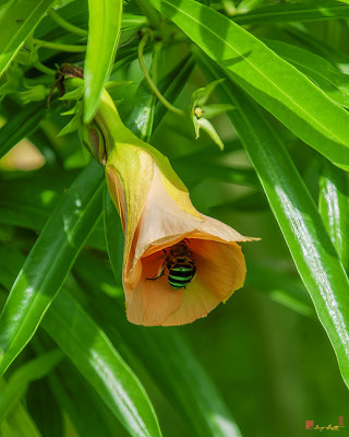 Yellow Oleander with Visiting Bee (Cascabela thevetia) (DTHN0369)
