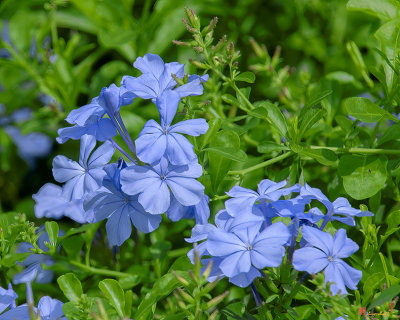 Blue Plumbago, Cape Plumbago or Cape Leadwort (Plumbago auriculata) (DTHN0371)