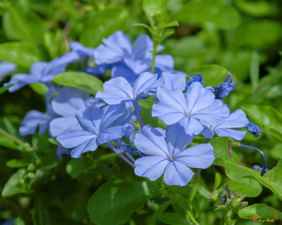 Blue Plumbago, Cape Plumbago or Cape Leadwort (Plumbago auriculata) (DTHN0373)